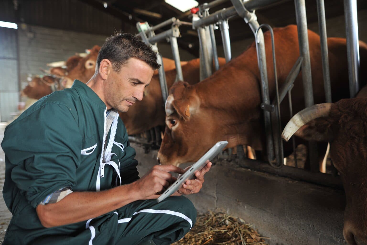 vet checking cows